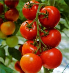 tomato_plants-631